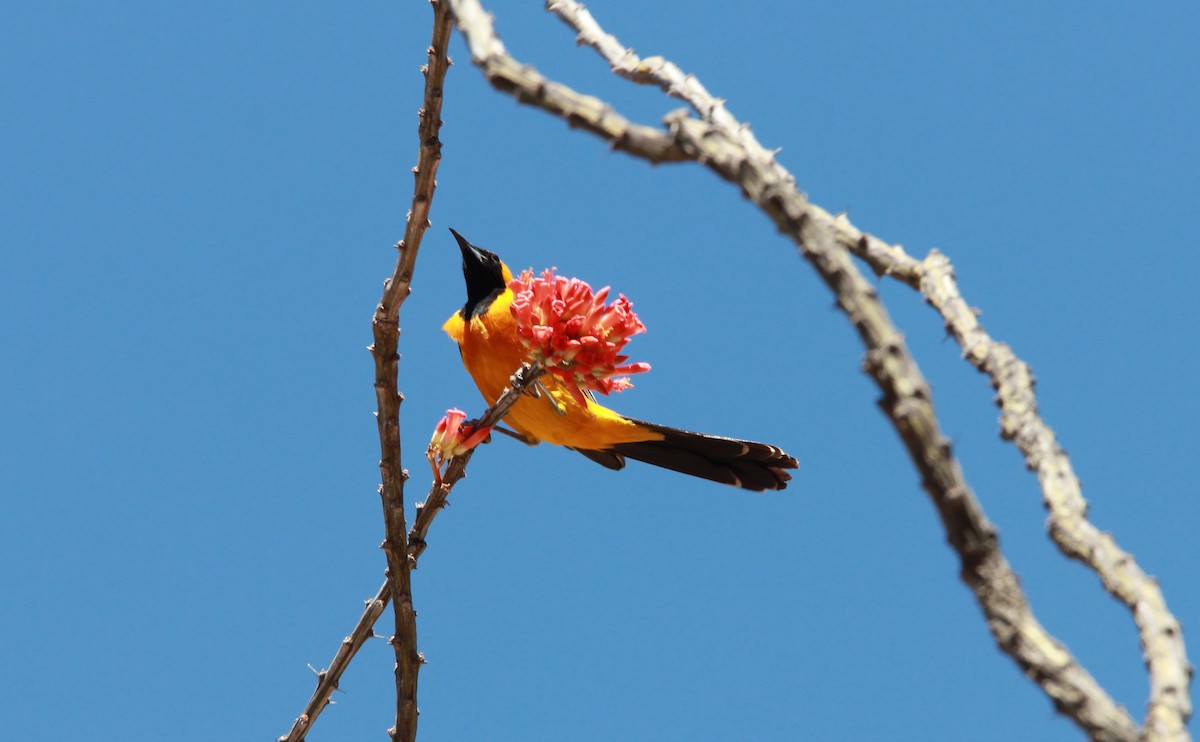 Hooded Oriole - ML644630286