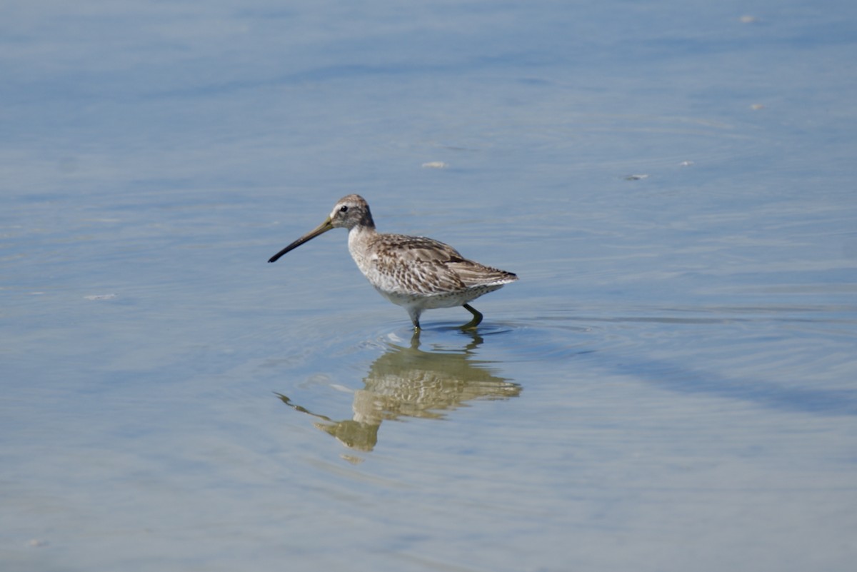 Short-billed Dowitcher - ML644630288