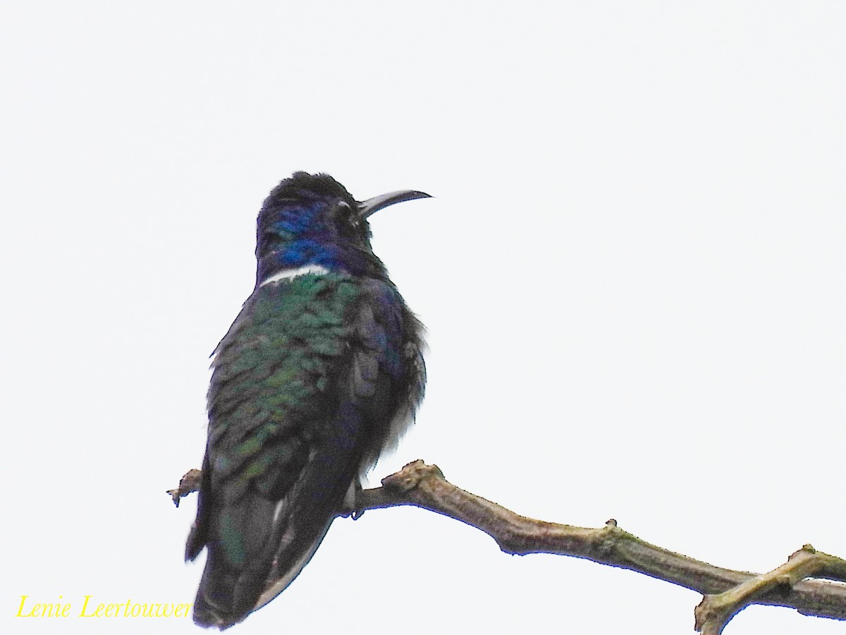 White-necked Jacobin - ML644630289