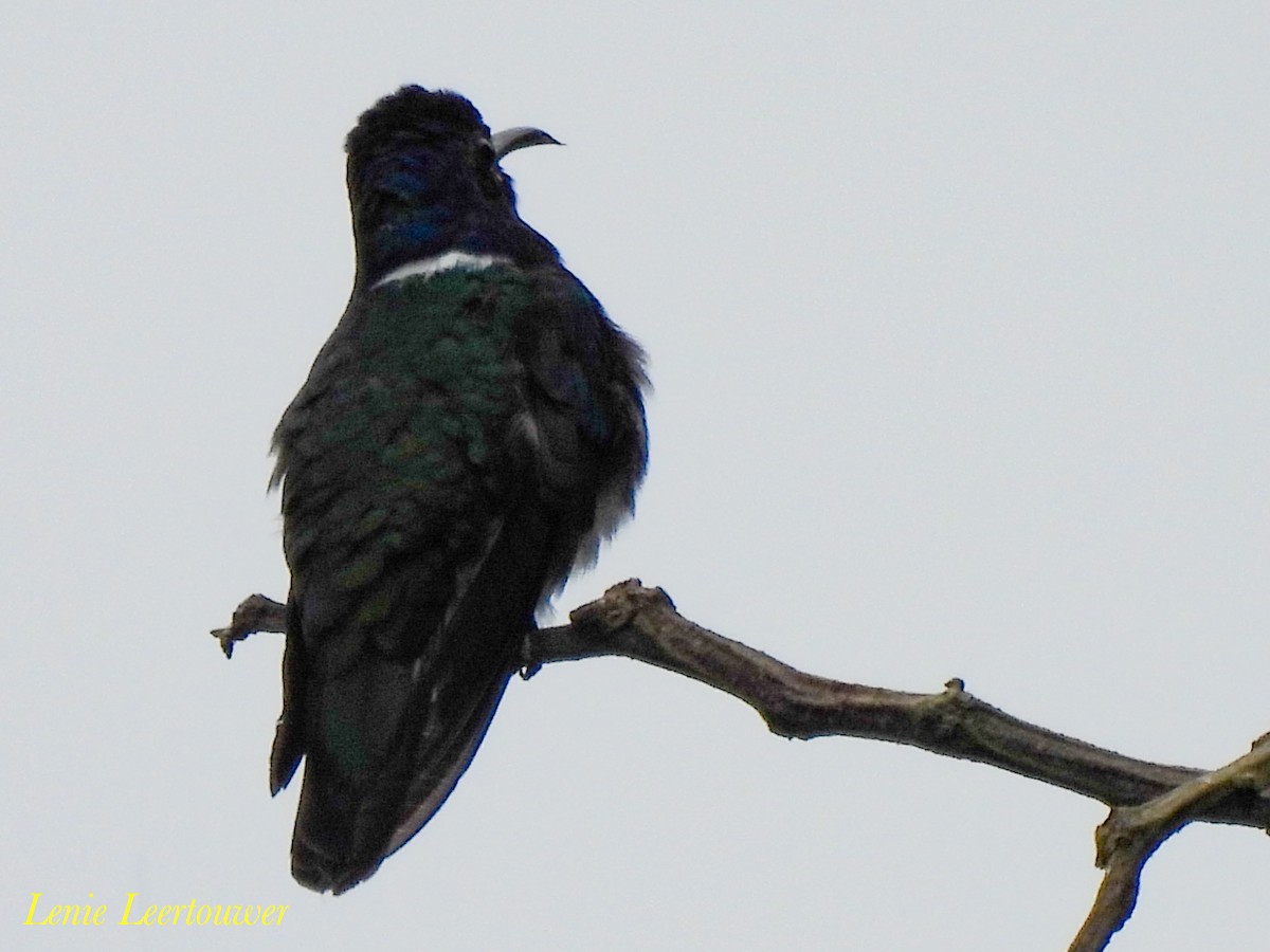 White-necked Jacobin - ML644630290