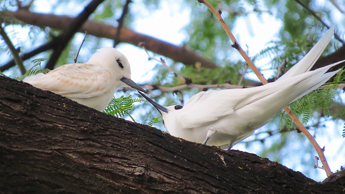Blue-billed White-Tern - ML644630291