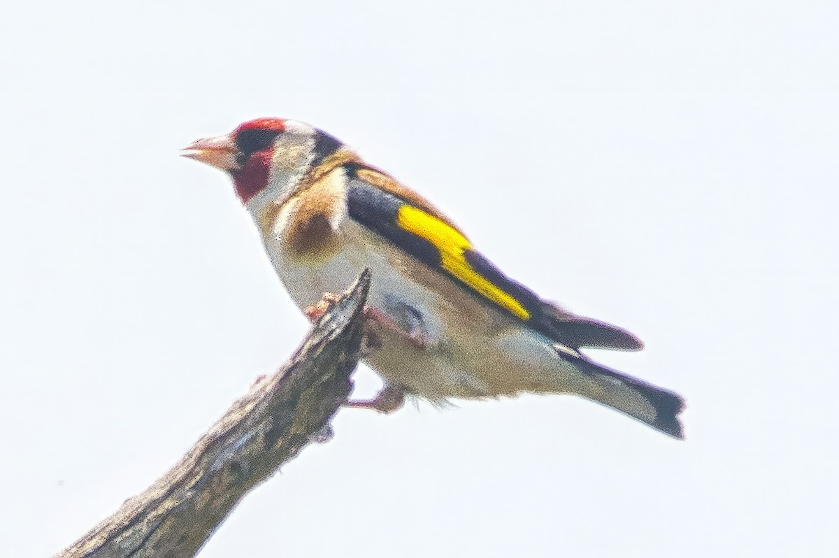 Cardellino - ML644630292