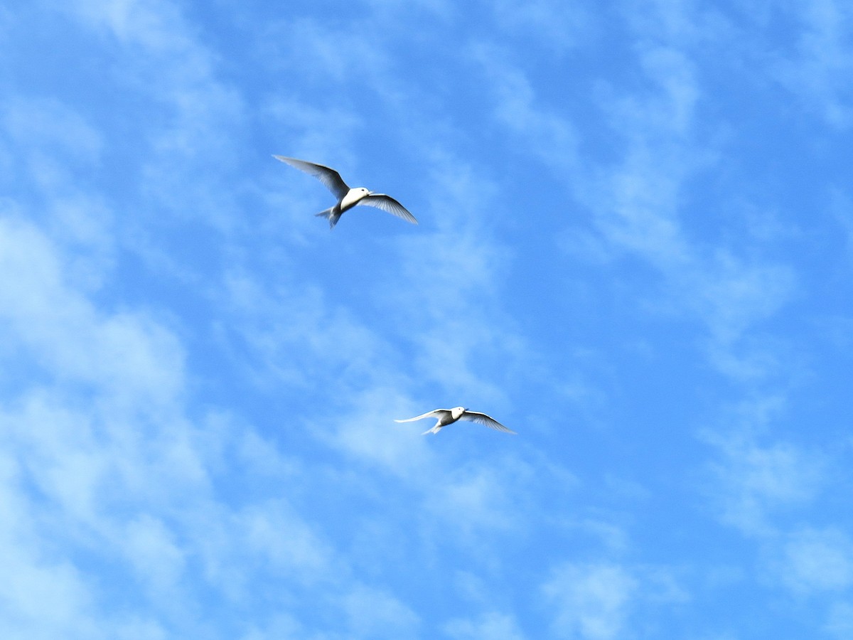 Blue-billed White-Tern - ML644630293