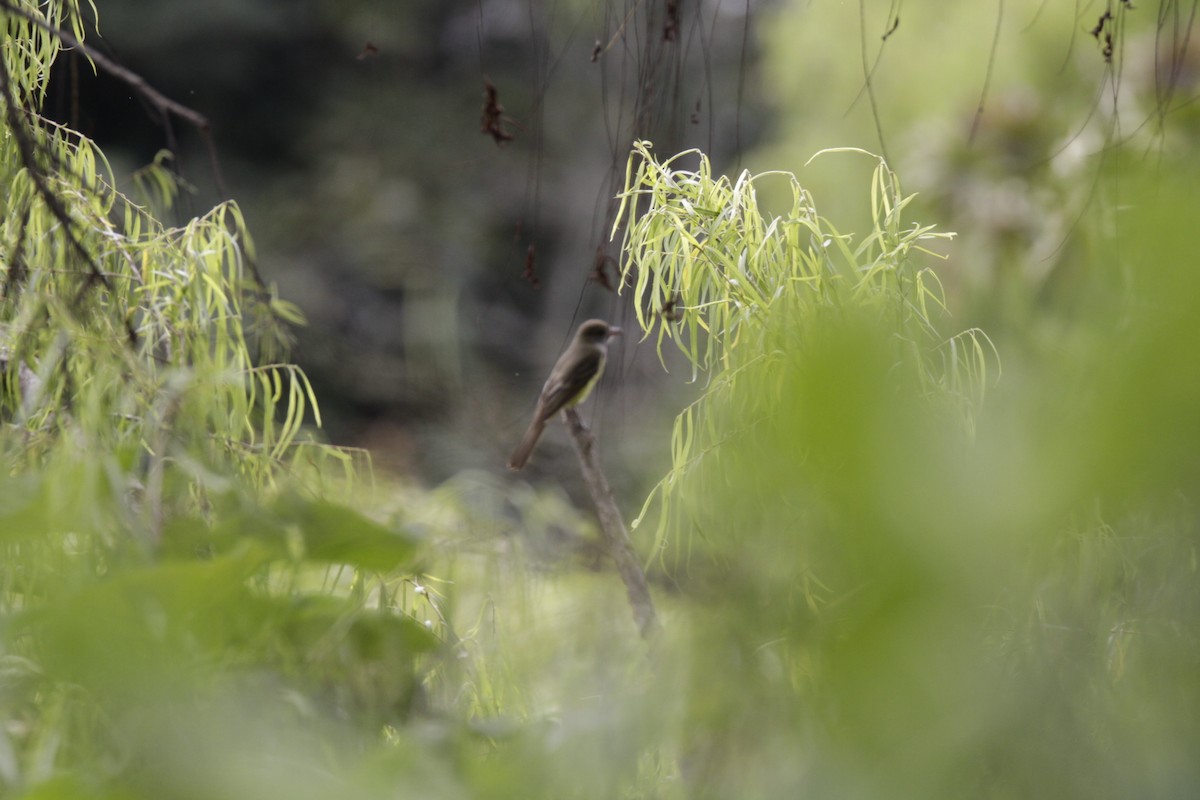 Great Crested Flycatcher - ML644630294