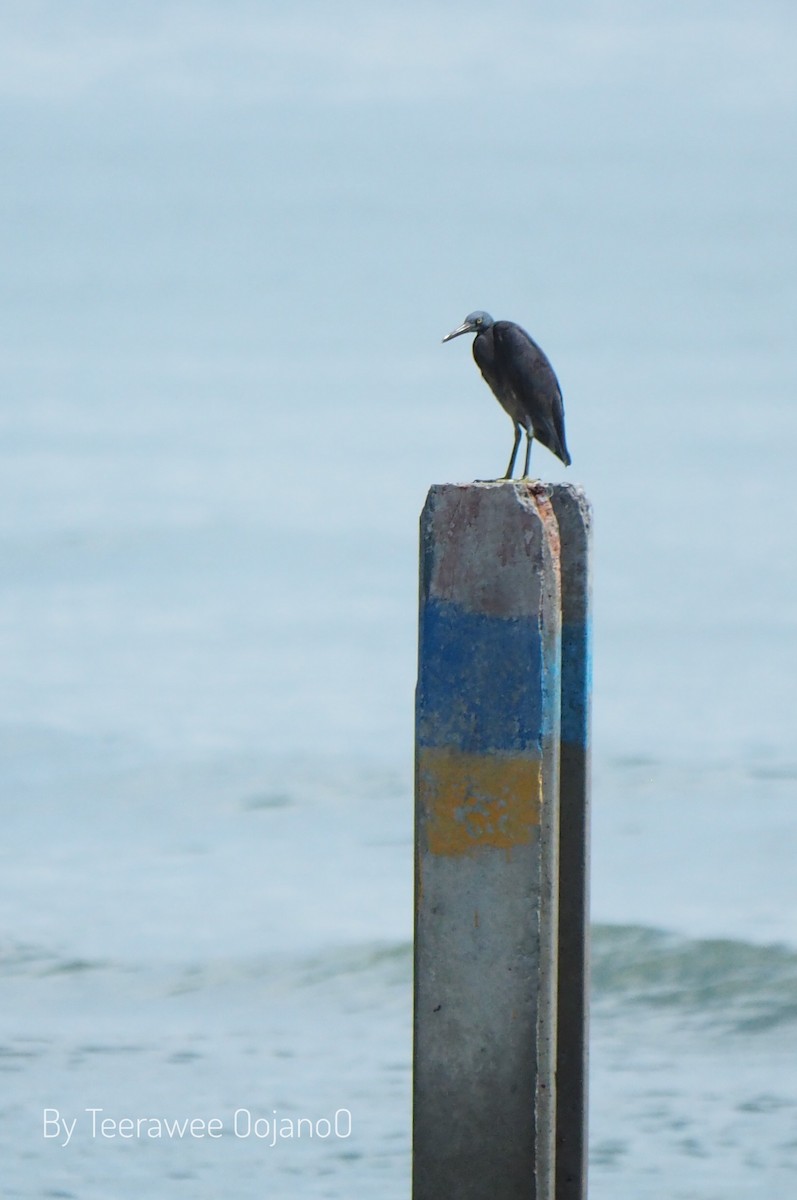 Pacific Reef-Heron - ML644630295
