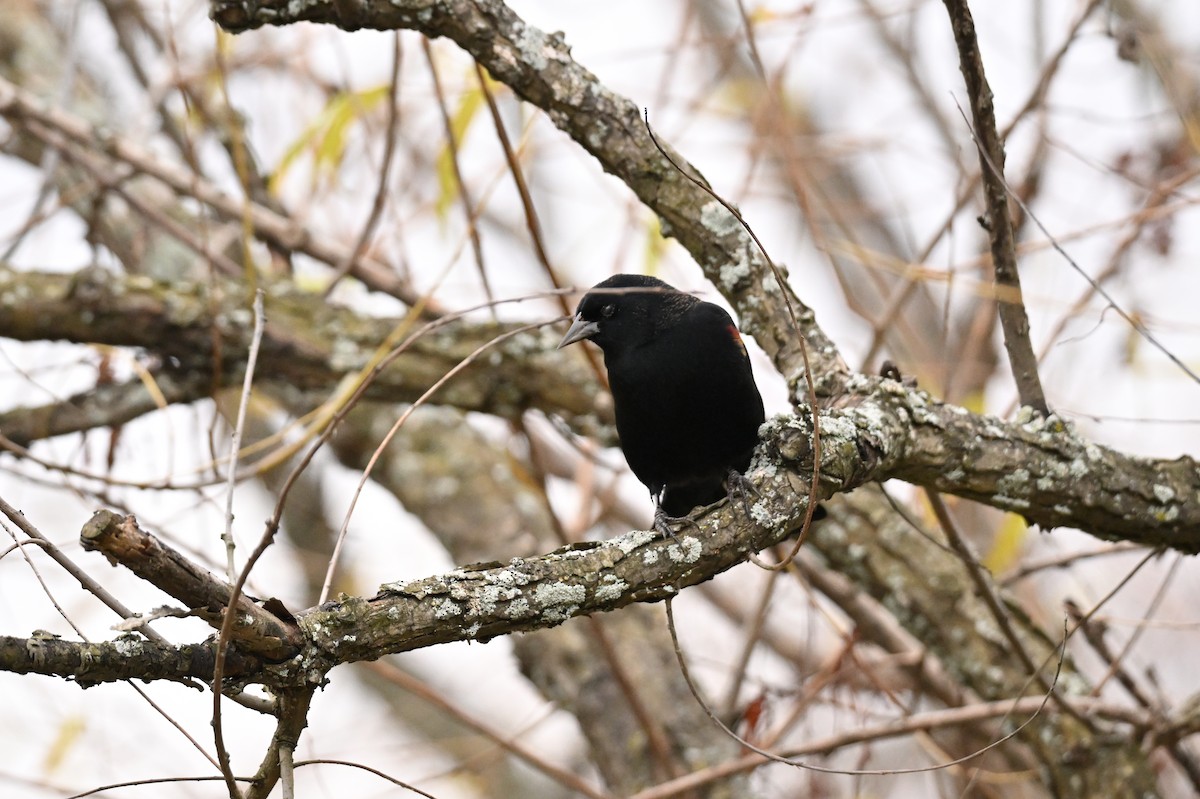 Red-winged Blackbird - ML644630300
