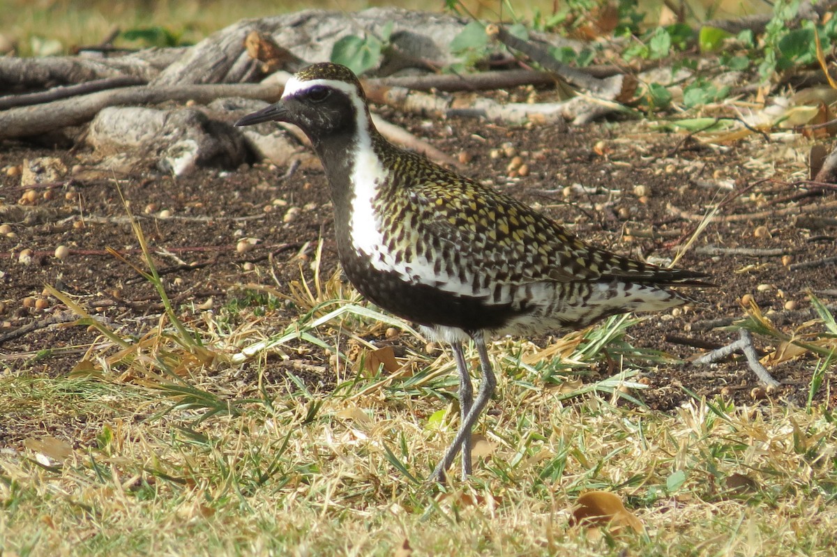 Piviere orientale - ML644630301