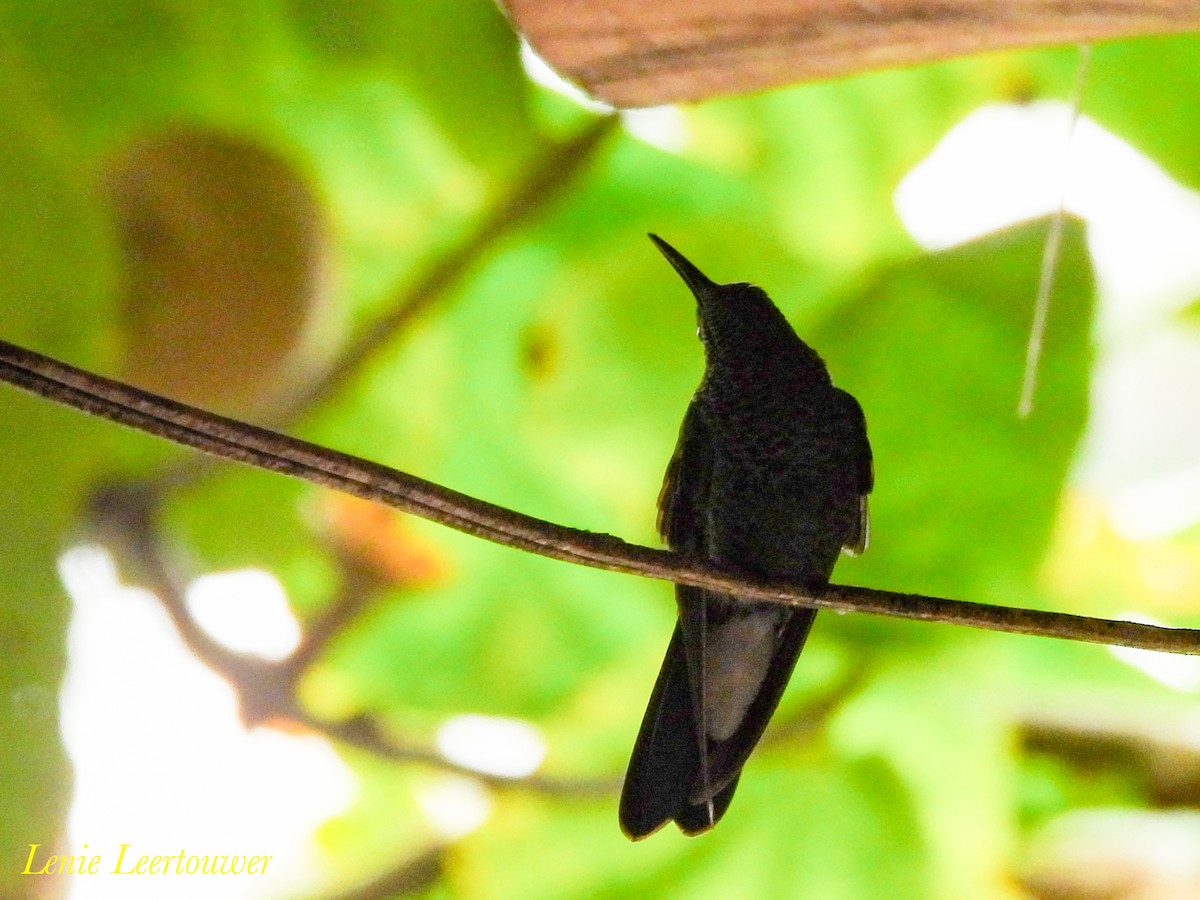 White-vented Plumeleteer - ML644630302