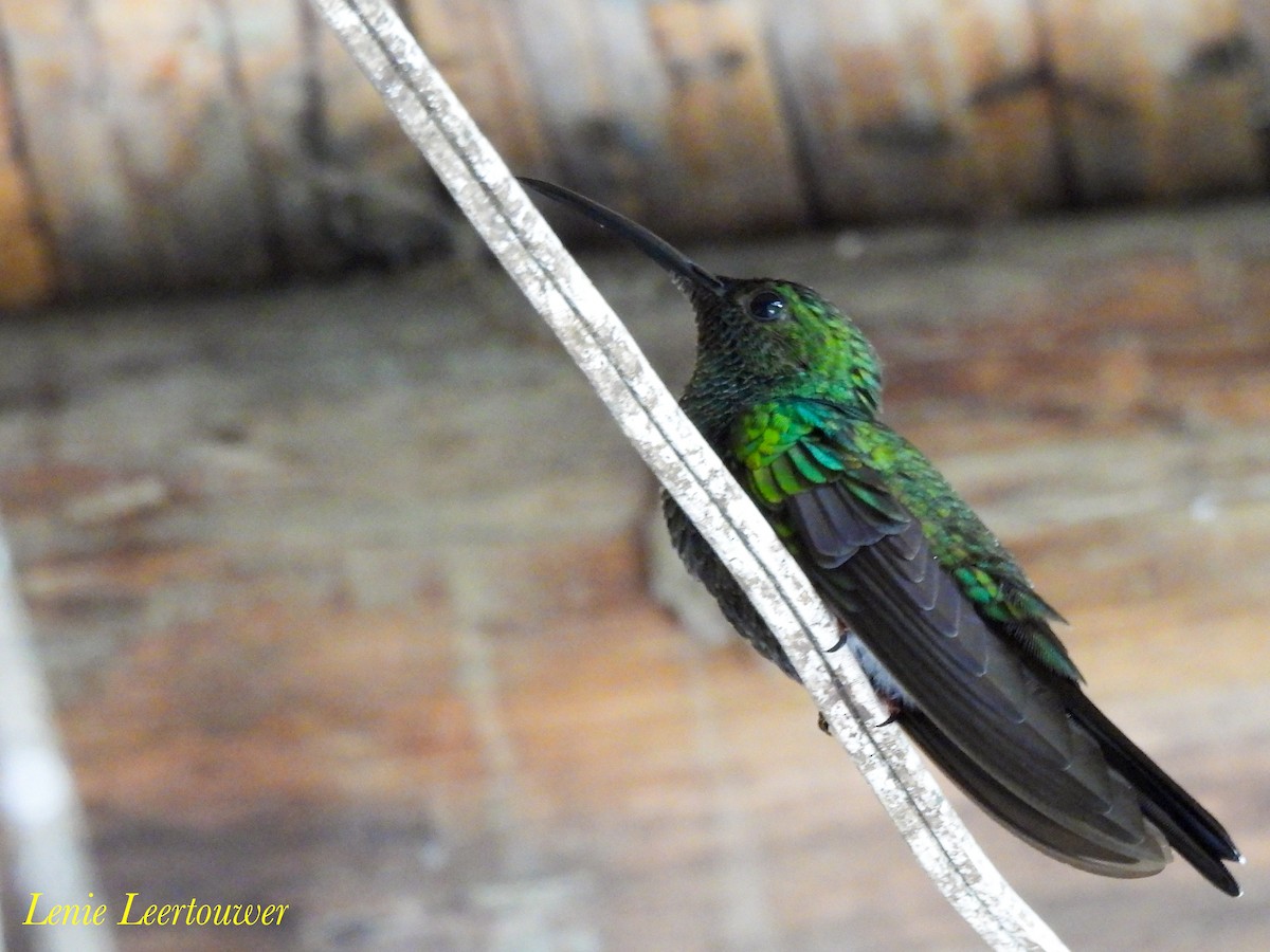 White-vented Plumeleteer - ML644630303