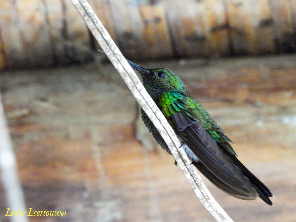 White-vented Plumeleteer - ML644630304