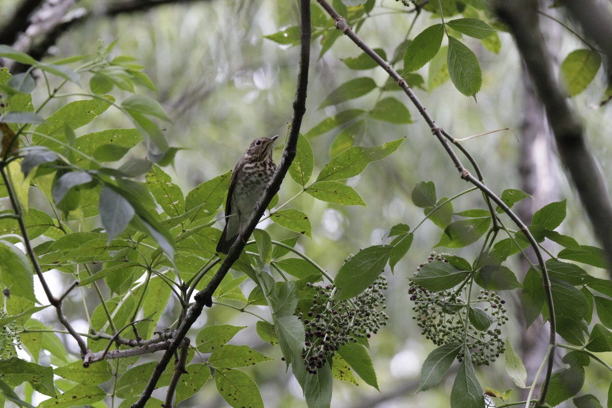 Tordo di Baird - ML644630305