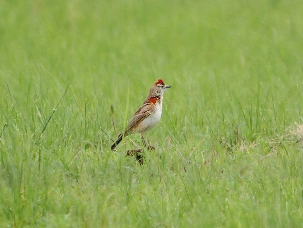 アフリカヒメコウテンシ - ML644630306