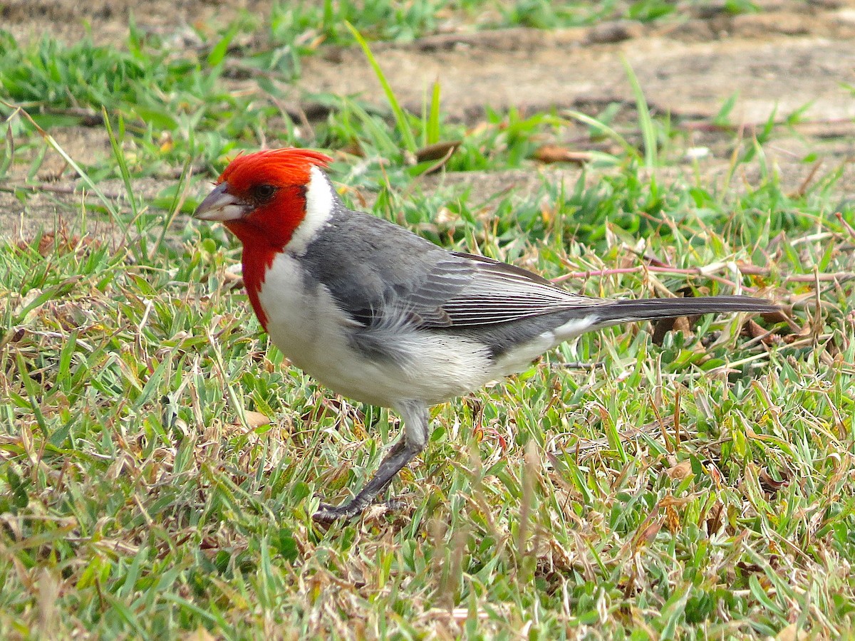 コウカンチョウ - ML644630320