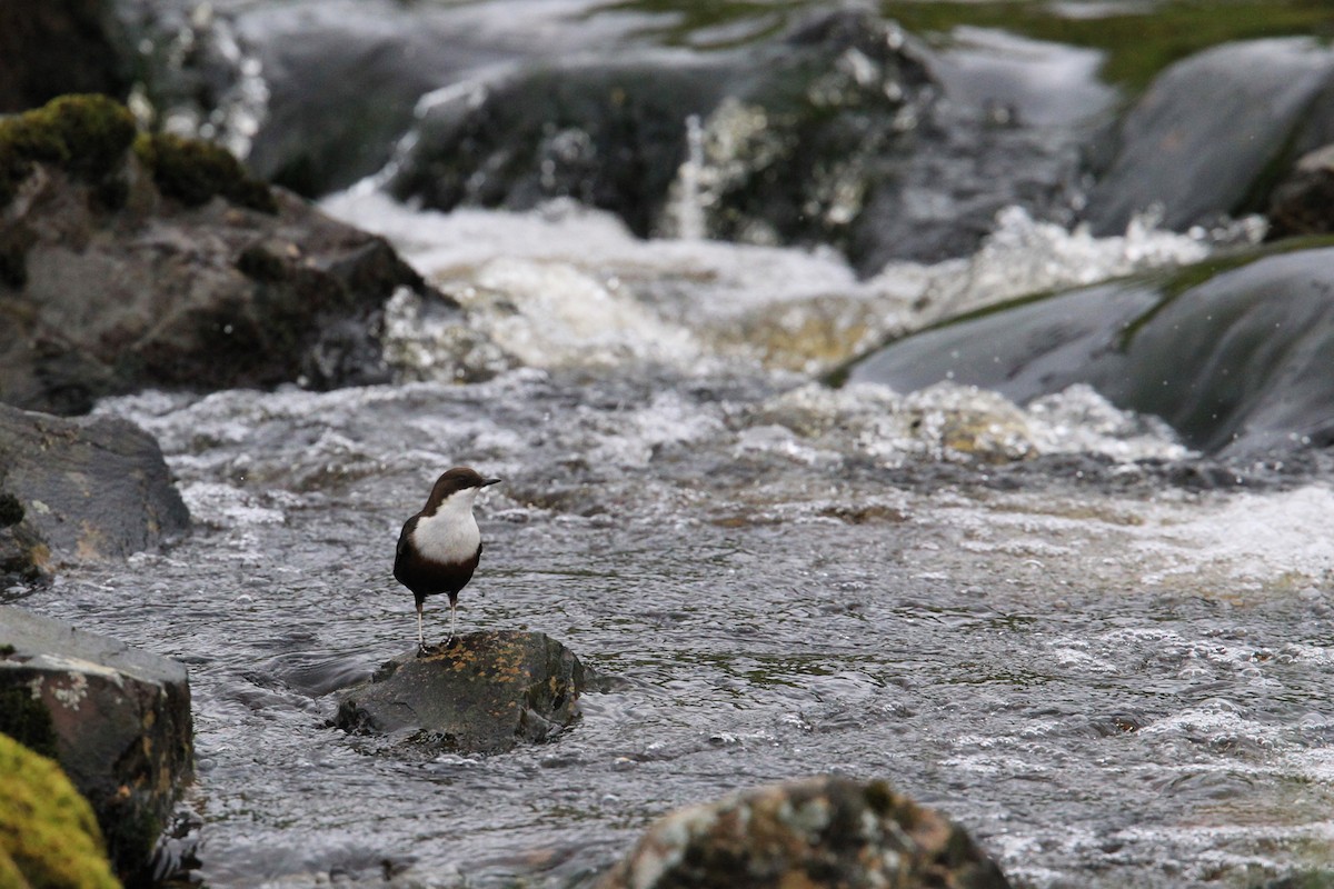 White-throated Dipper - ML644630321