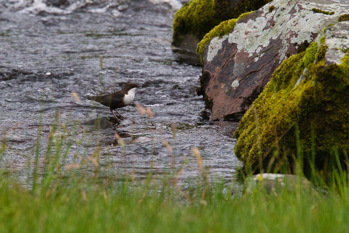 White-throated Dipper - ML644630322