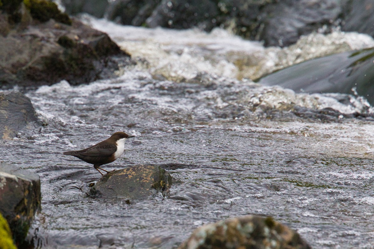 White-throated Dipper - ML644630323
