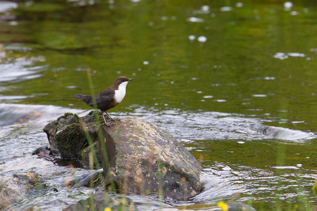 White-throated Dipper - ML644630324