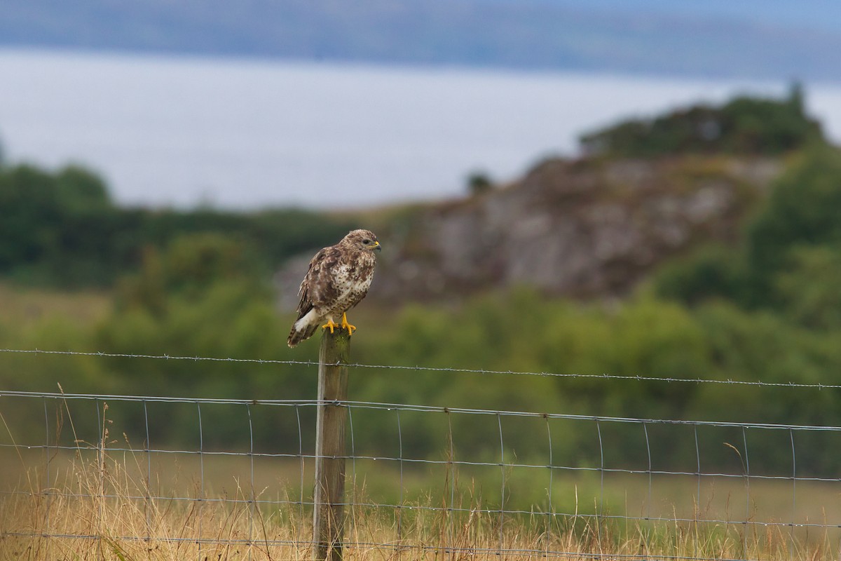 Common Buzzard - ML644630325