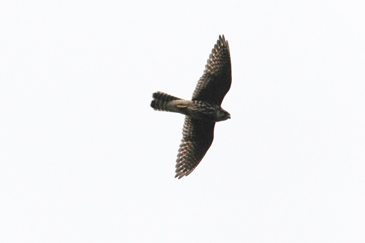 Merlin - ML644630328