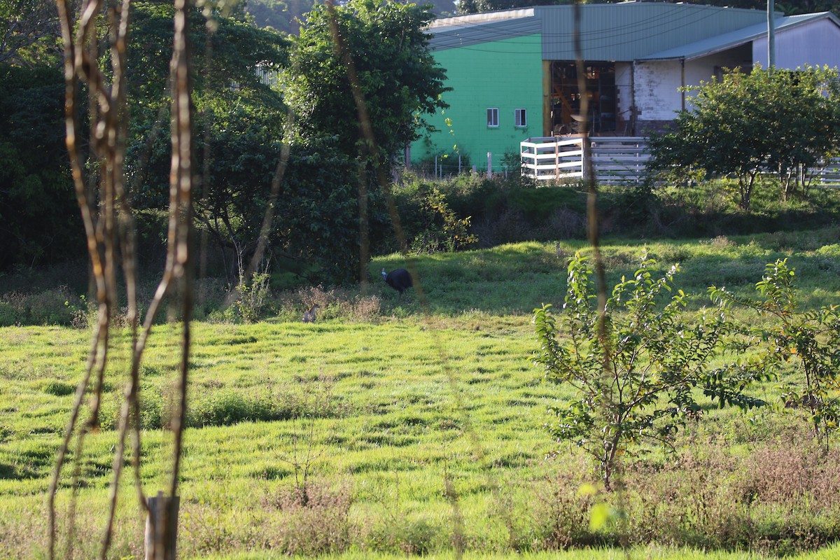 Southern Cassowary - ML644630337