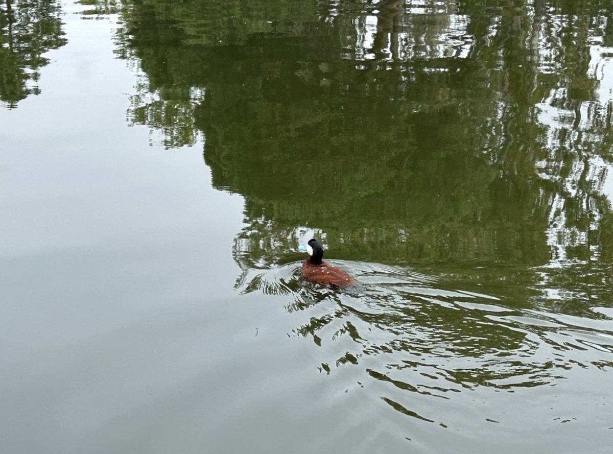 Amerika Dikkuyruğu - ML644630339