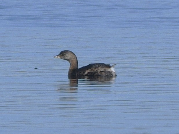 Bindentaucher - ML644630345