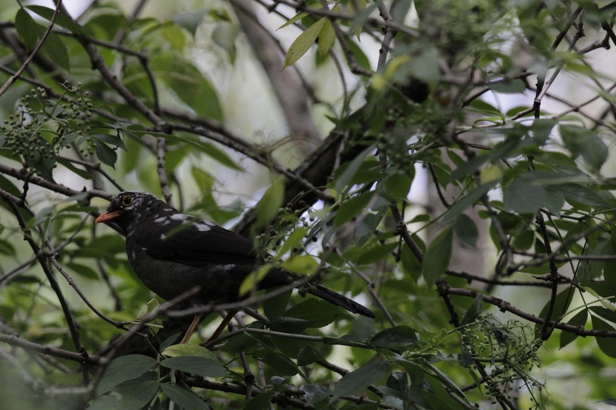 Great Thrush - ML644630352