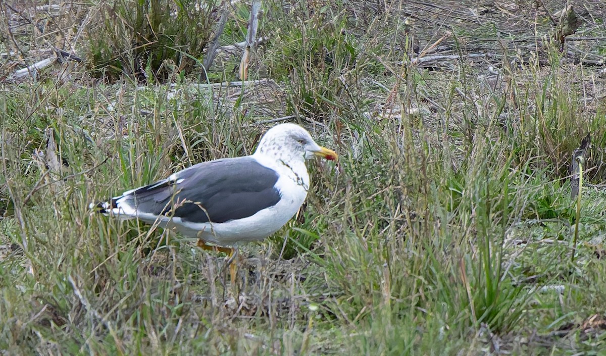 Gaviota Sombría - ML644630354