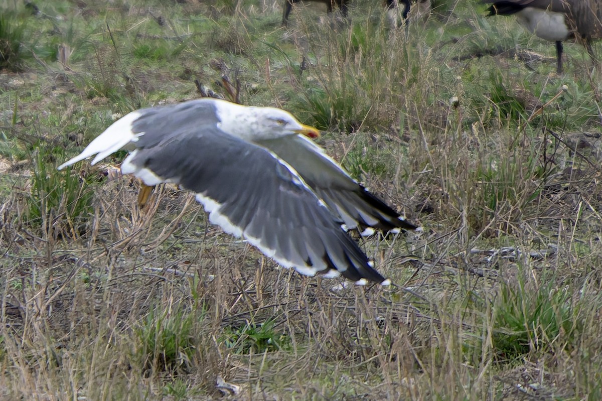 Gaviota Sombría - ML644630356