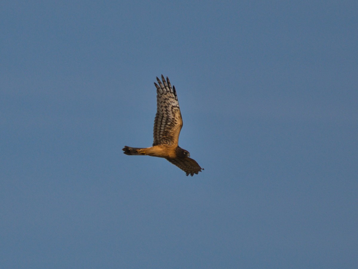 Northern Harrier - ML644630378