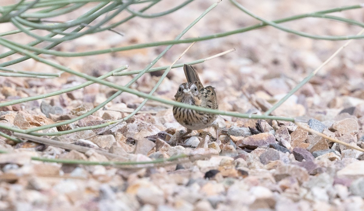 strnadec pruhohlavý - ML644630380