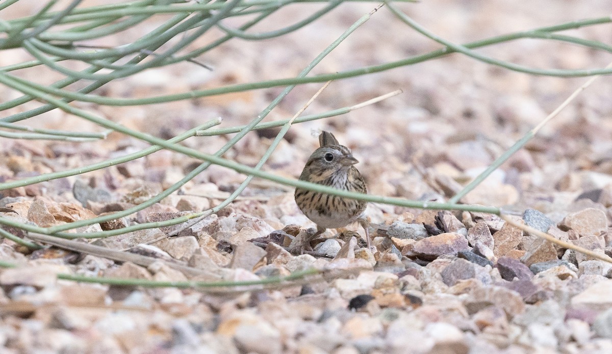 strnadec pruhohlavý - ML644630381