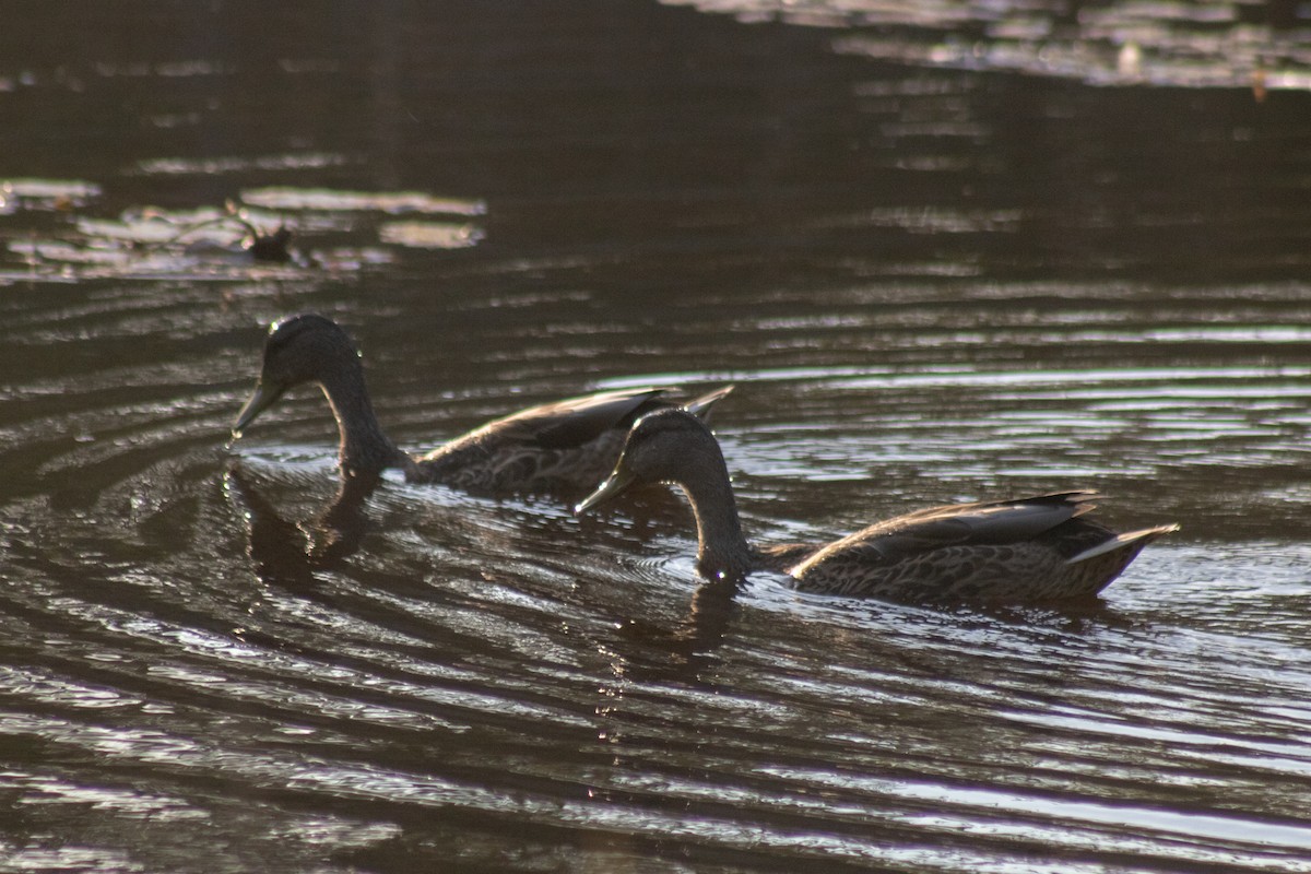 Canard colvert - ML644630388