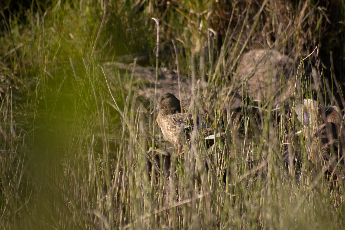Canard colvert - ML644630389