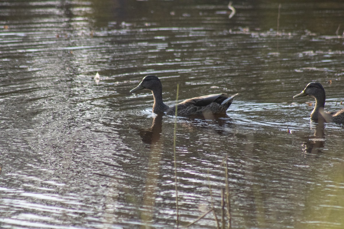 Canard colvert - ML644630390