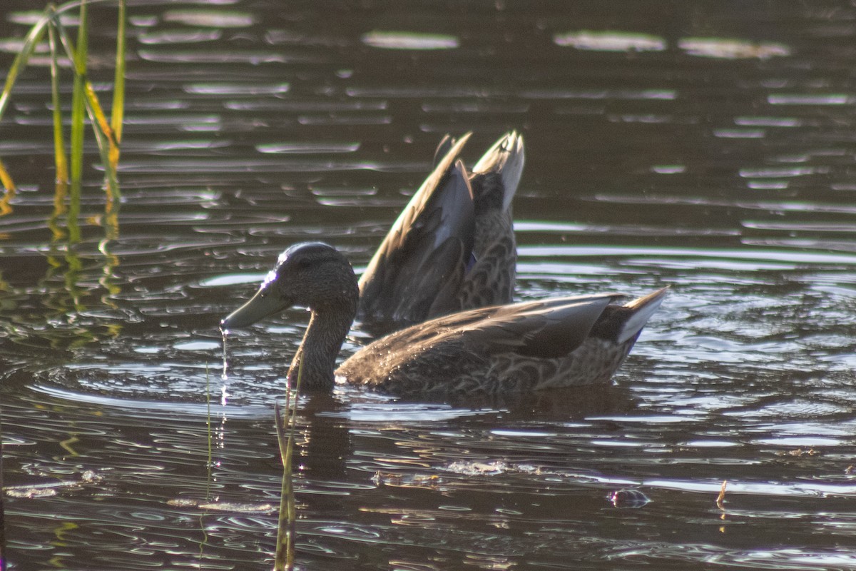 Canard colvert - ML644630391