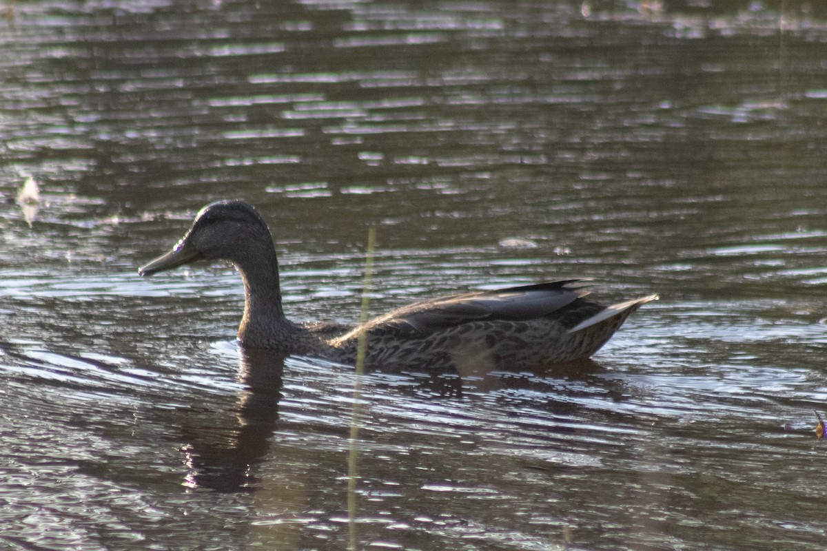 Canard colvert - ML644630392