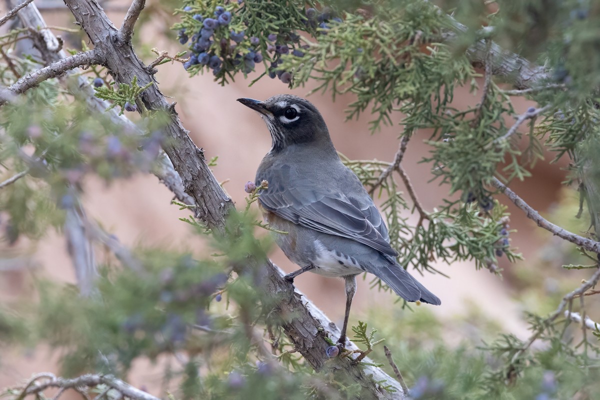 Merle d'Amérique - ML644630394