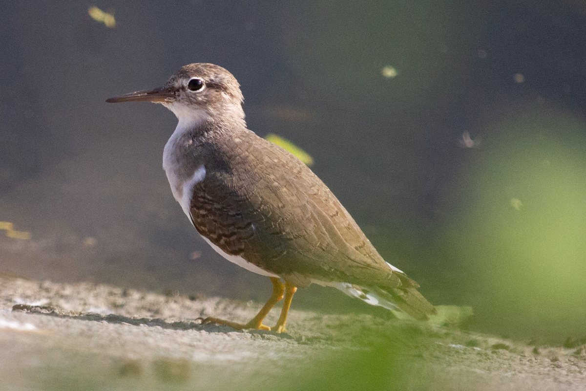 Chevalier grivelé - ML644630395