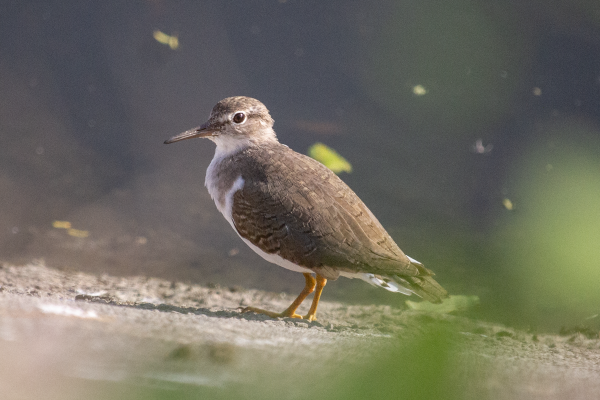 Chevalier grivelé - ML644630396