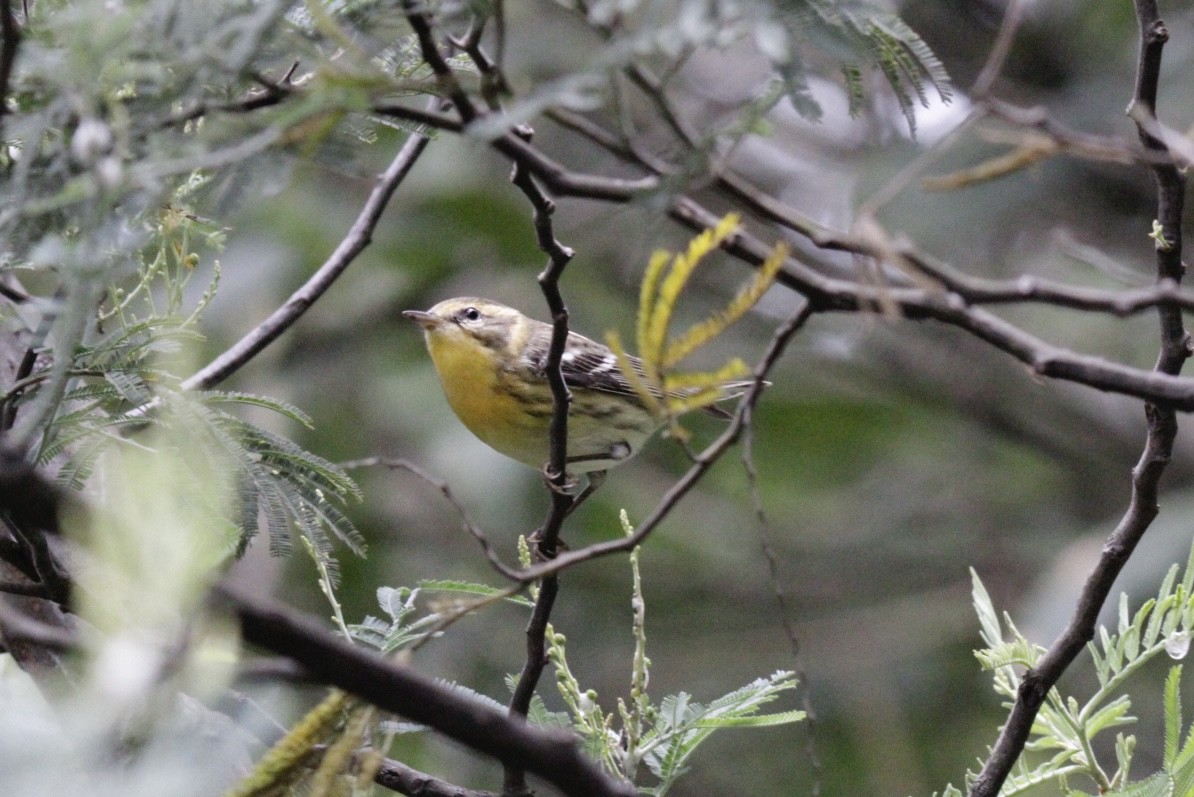 Paruline à gorge orangée - ML644630397