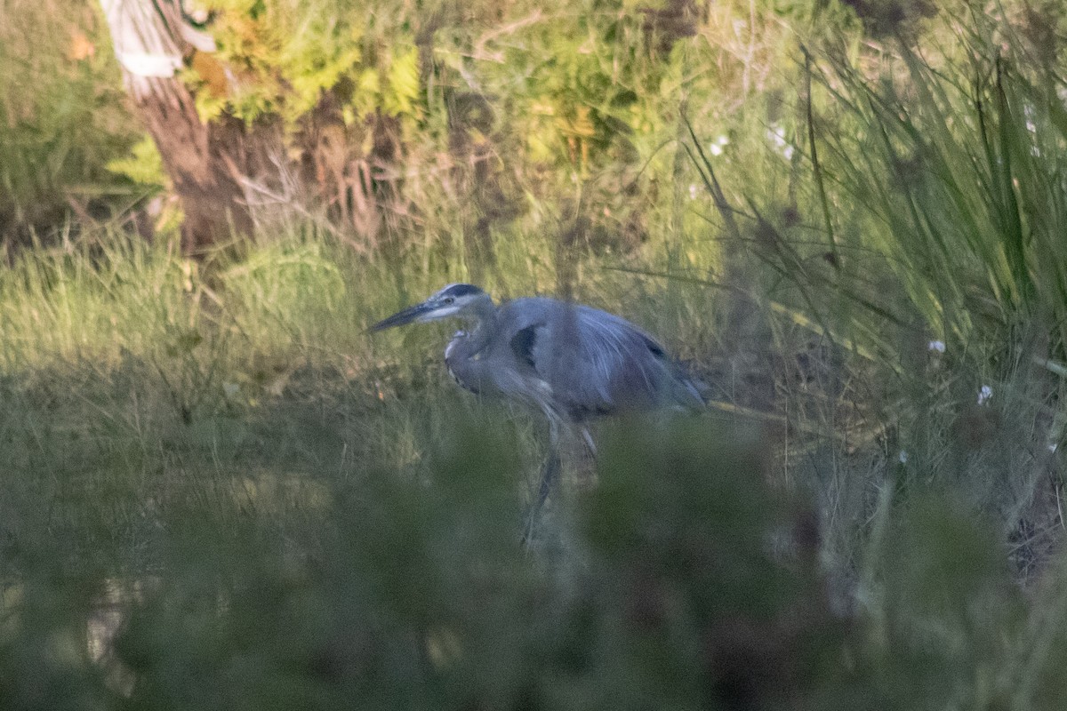 Grand Héron - ML644630398