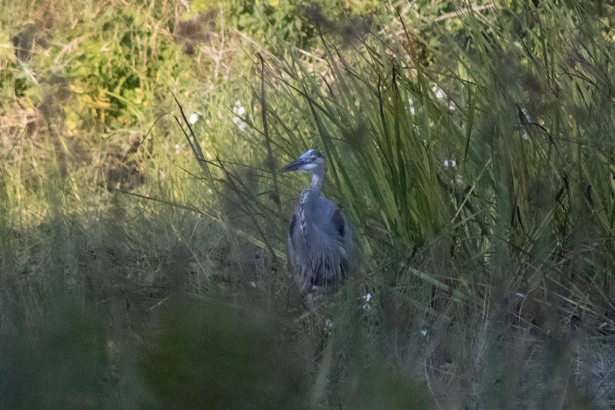 Grand Héron - ML644630399