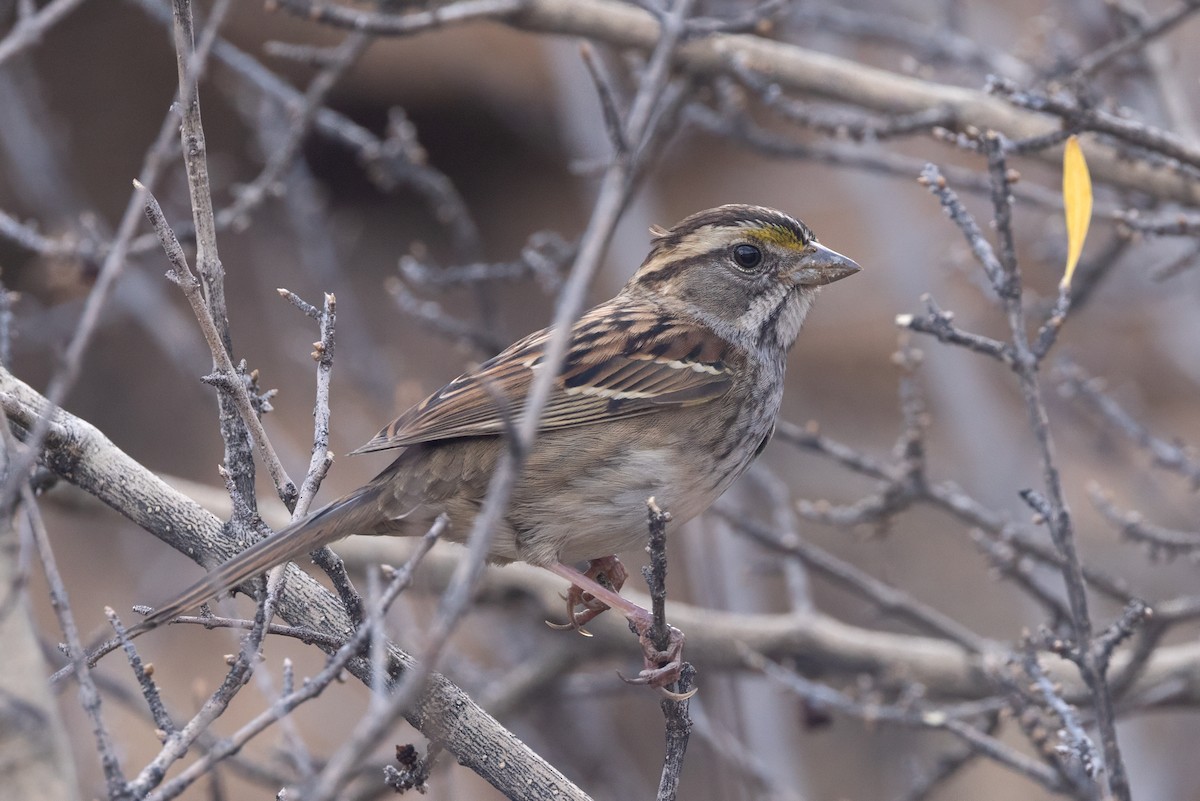Bruant à gorge blanche - ML644630400