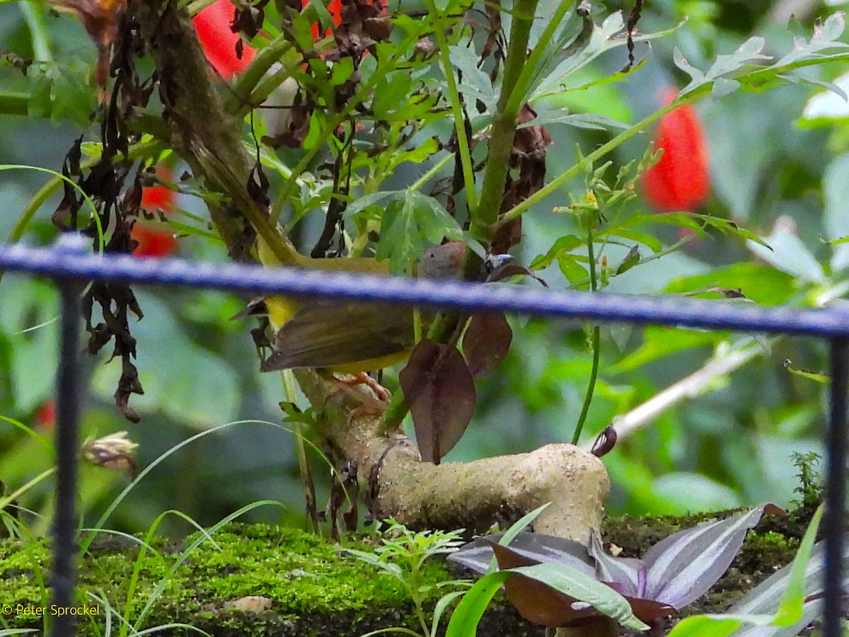 Paruline de Delattre - ML644630402