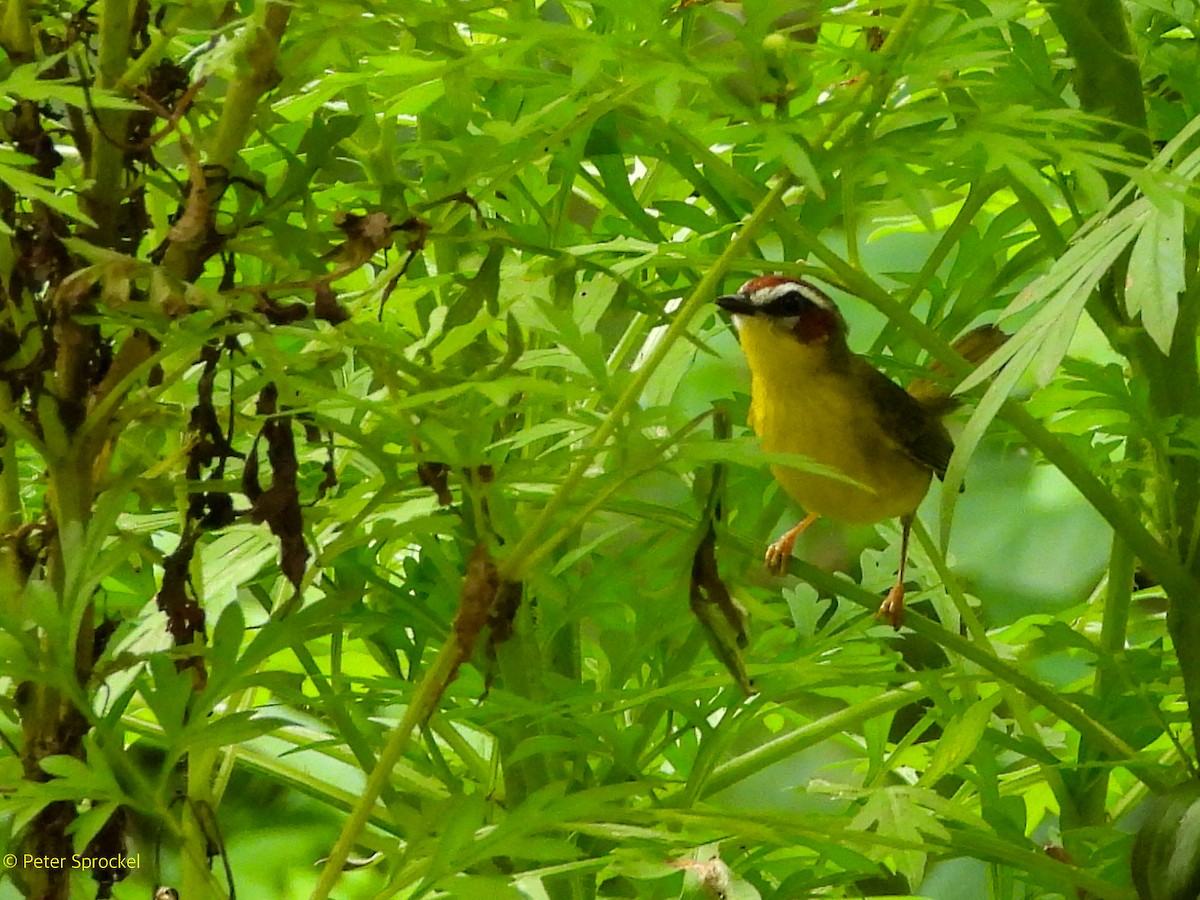 Paruline de Delattre - ML644630403