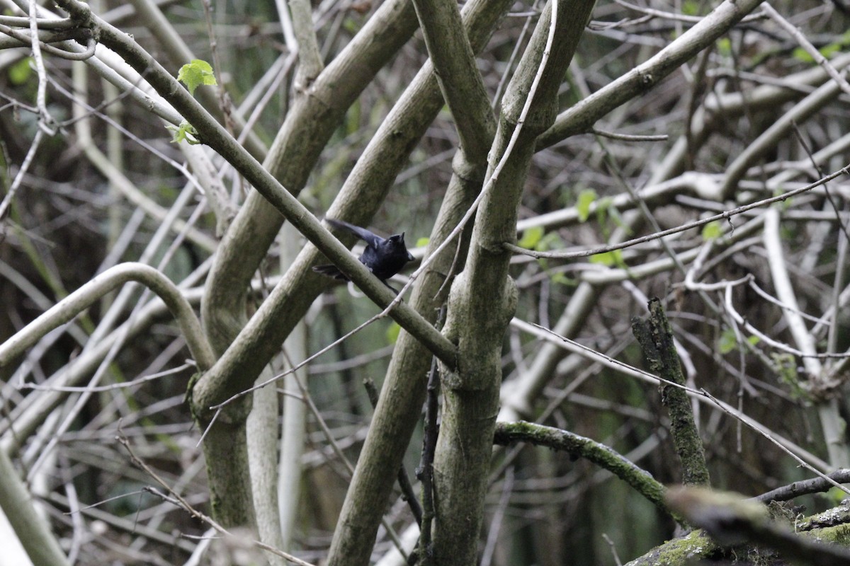 Percefleur noir - ML644630404