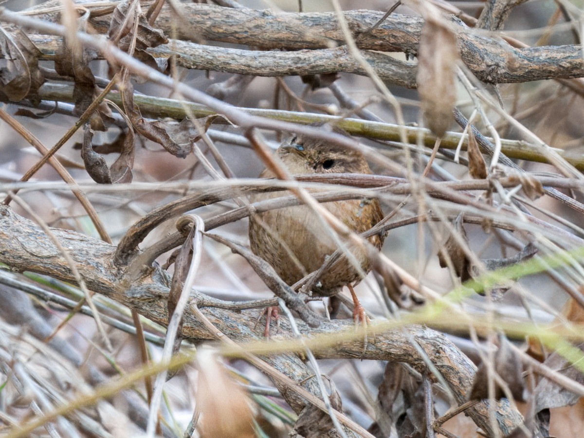 Troglodyte des forêts - ML644630405