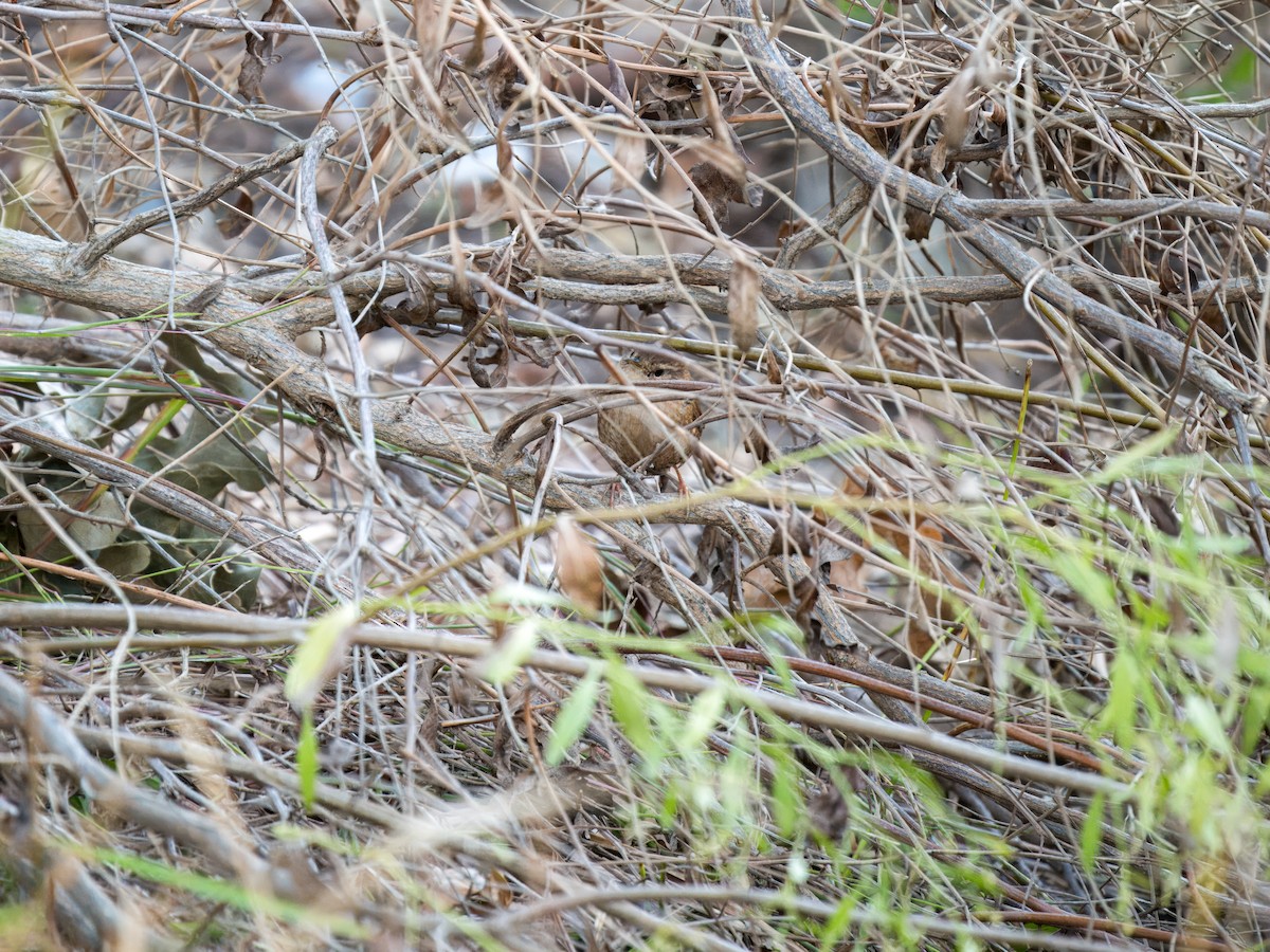 Troglodyte des forêts - ML644630406