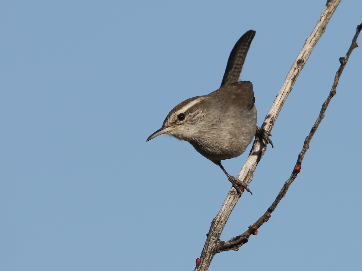 Troglodyte de Bewick - ML644630407